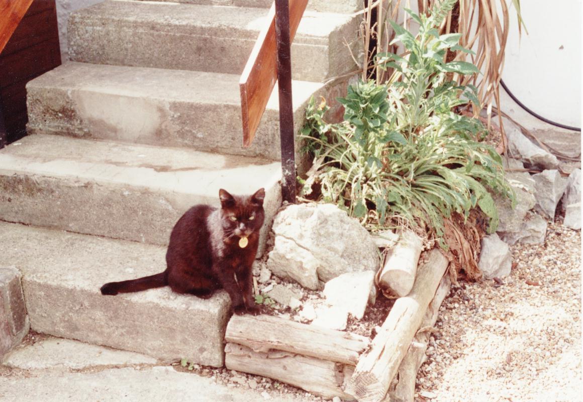 Picture of Scooter sitting on the back steps