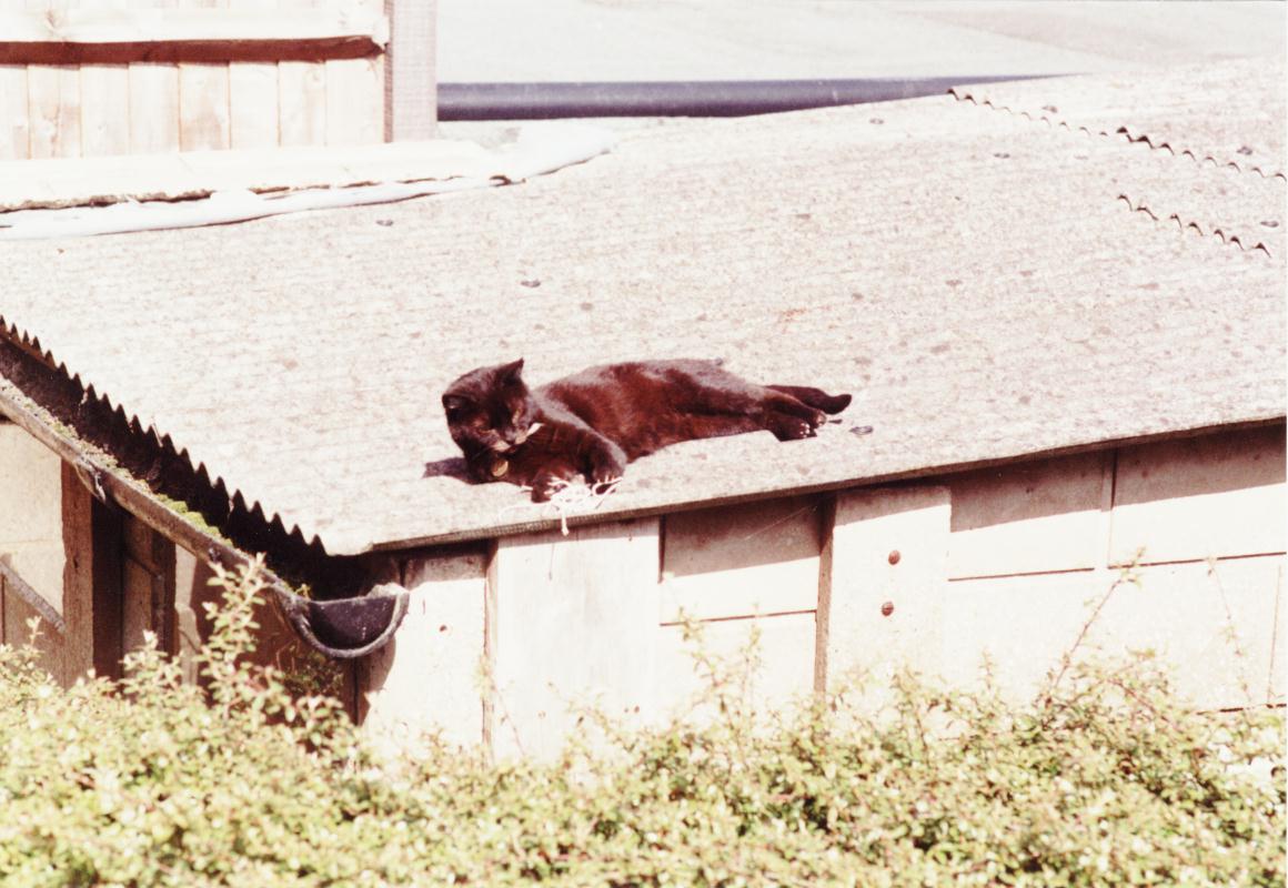 Picture of Scooter on the garage roof (Cat on a Hot Tin Roof ?)