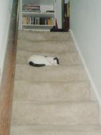 Lady asleep on the stairs