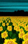 [Sunflower detail]