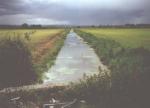Somerset levels
