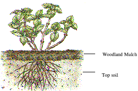 Mulch Illustration