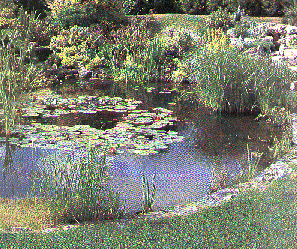 Pond Picture