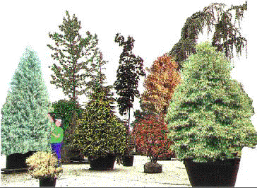 Large size Shrubs & Trees