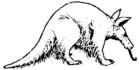 aardvark